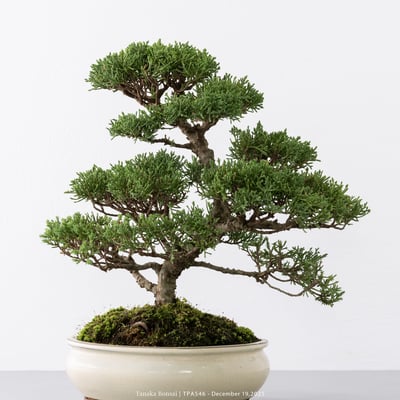 紀州真柏｜TPA5469