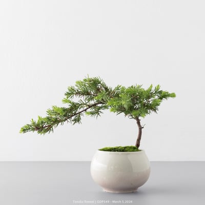 黃金杜松｜GDP5491