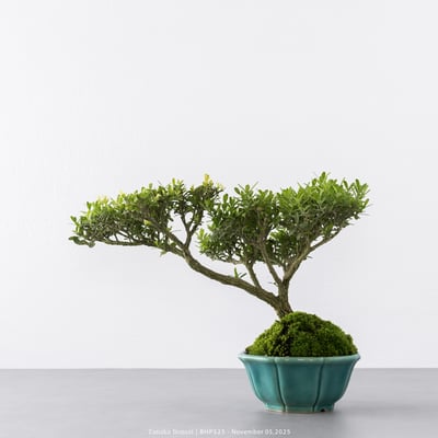 雀舌黃楊｜BHP5257