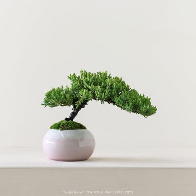 【官網限定】珍珠柏｜OWSP5092