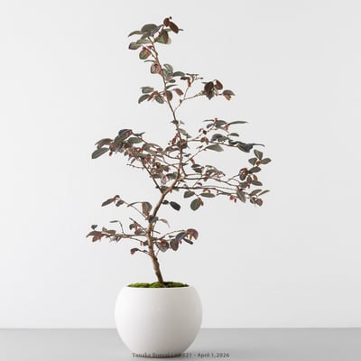 紅花繼木｜HP5217