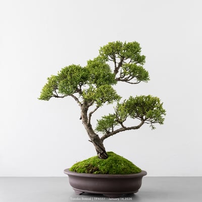 紀州真柏｜TPA5514