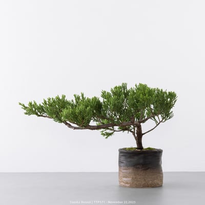 台灣真柏｜TTP5719