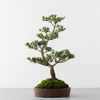 綠鑽羅漢松｜GPP5119