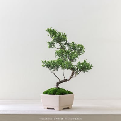 【官網限定】系魚川真柏｜OWIP5015