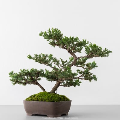 臺灣真柏｜TTP5863