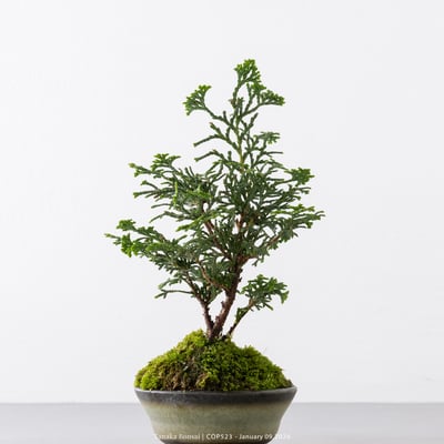 日本青檜｜COP5238