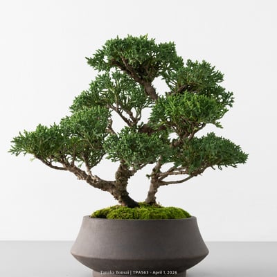 紀州真柏｜TPA5639