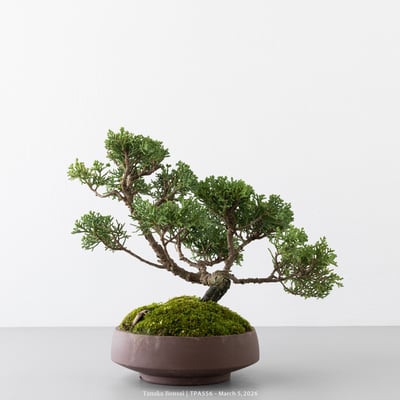 紀州真柏｜TPA5562