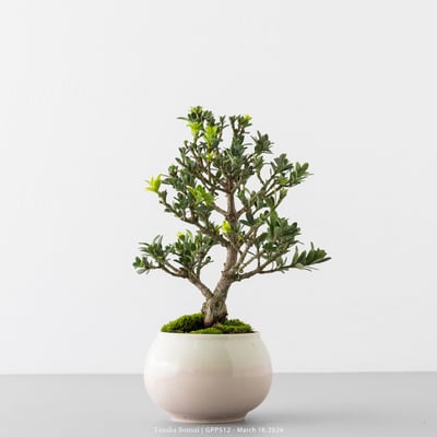 綠鑽羅漢松｜GPP5121