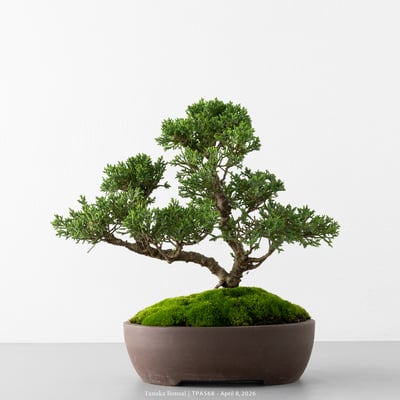 紀州真柏｜TPA5681