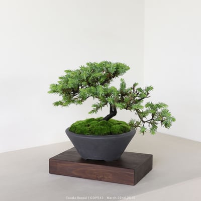 黃金杜松｜GDP5434