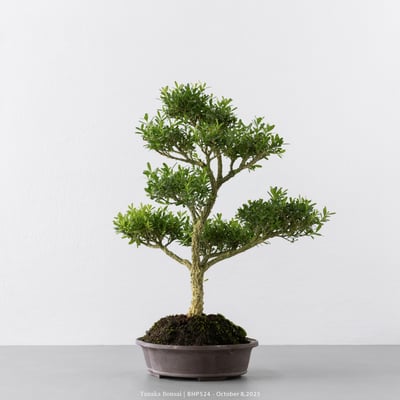 雀舌黃楊｜BHP5245