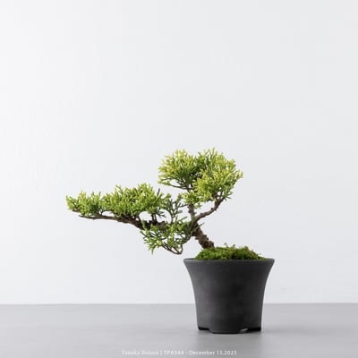 紀州真柏｜TPA5441