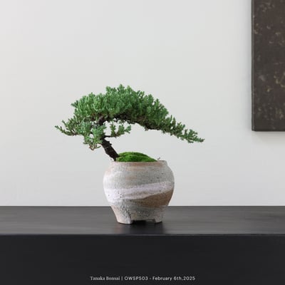 【官網限定】珍珠柏｜OWSP5032