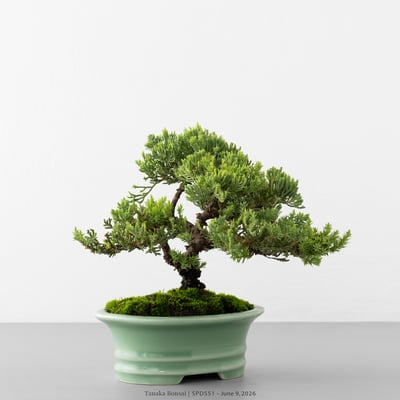 珍珠柏｜SPD5515