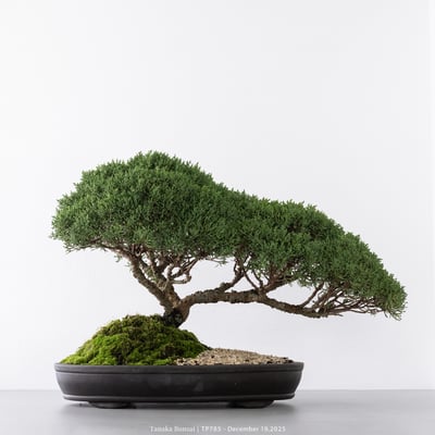 紀州真柏｜TP7851