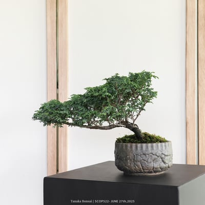 姬檜木｜SCOP5223