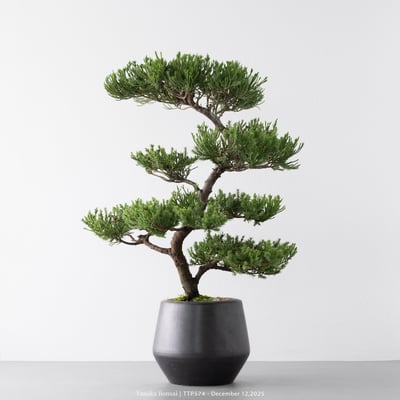 台灣真柏｜TTP5746