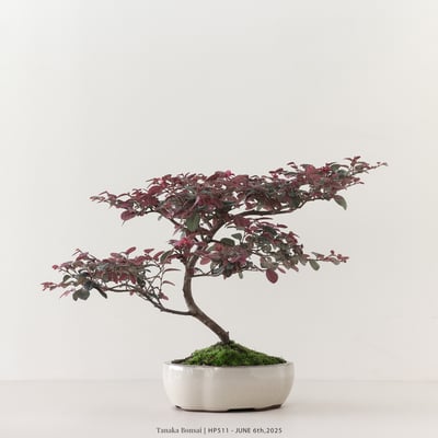 紅花繼木｜HP5113