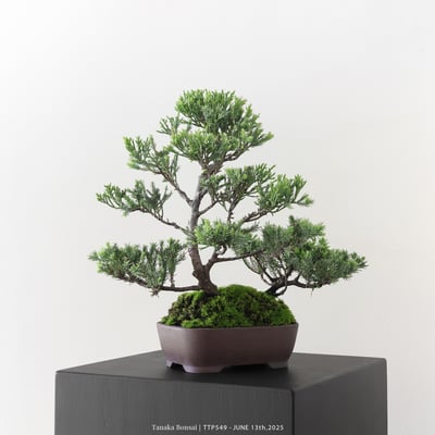 台灣真柏｜TTP5492