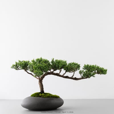 臺灣真柏｜TTP5904