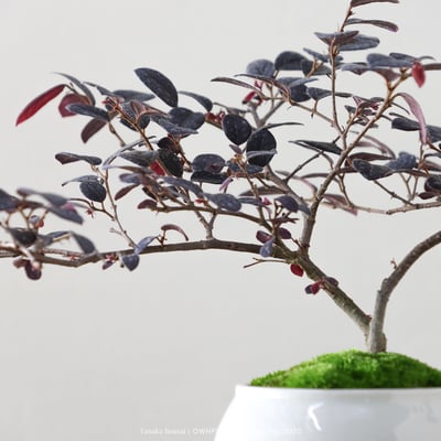 【官網限定】紅花繼木｜OWHP5017