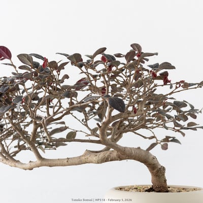 紅花繼木｜HP5189