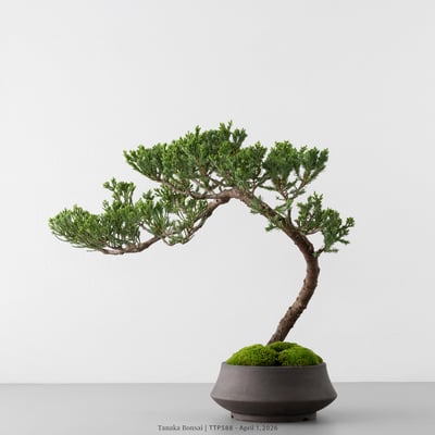 臺灣真柏｜TTP5886