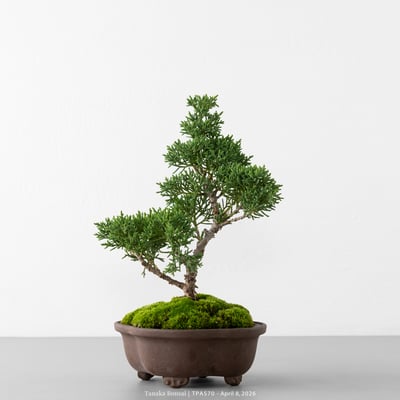 紀州真柏｜TPA5703