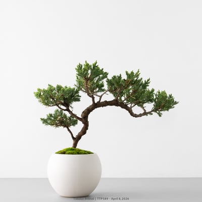 臺灣真柏｜TTP5896