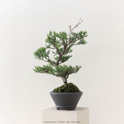 台灣真柏｜TTP5474