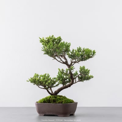 台灣真柏｜TTP5568