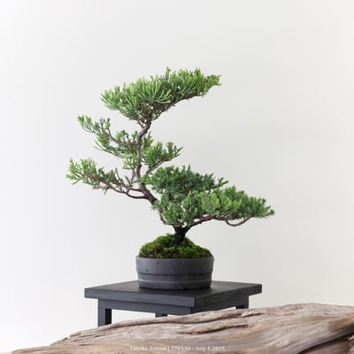 台灣真柏｜TTP5501