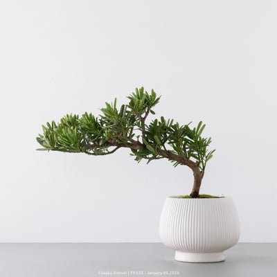 晶鑽羅漢松｜FP5308