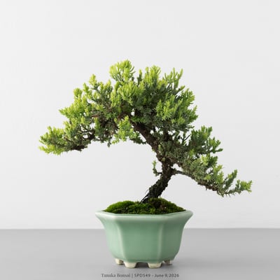 珍珠柏｜SPD5497