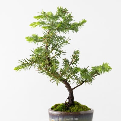 黃金杜松｜GDP5532