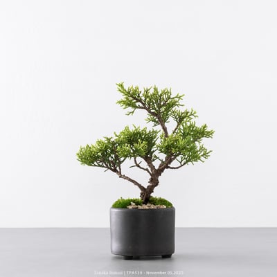 紀州真柏｜TPA5393