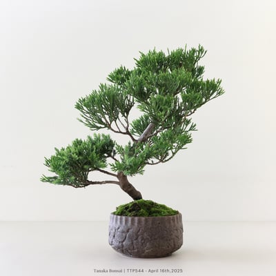 台灣真柏｜TTP5447