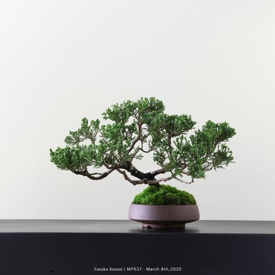 宮坂系魚川真柏｜MP5376