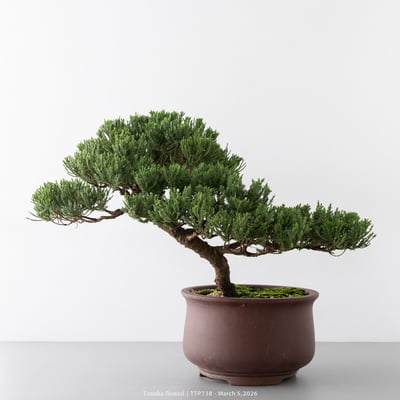 臺灣真柏｜TTP7386