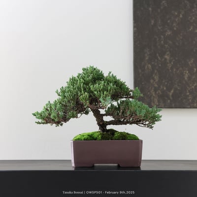 【官網限定】珍珠柏｜OWSP5015