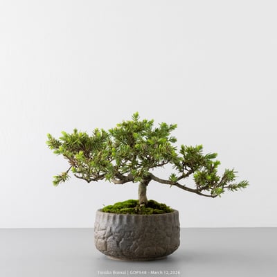 黃金杜松｜GDP5485