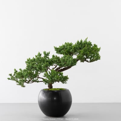 臺灣真柏｜TTP5817