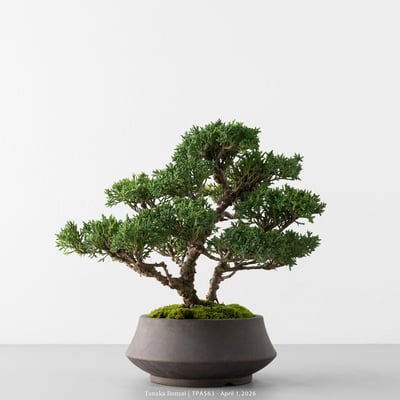 紀州真柏｜TPA5638