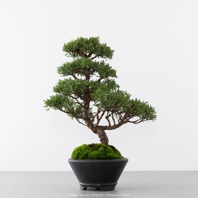 紀州真柏｜TPA5363