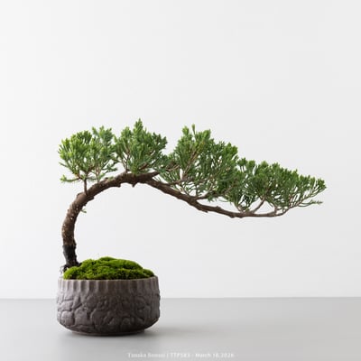 臺灣真柏｜TTP5839