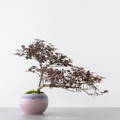 紅花繼木｜HP5141