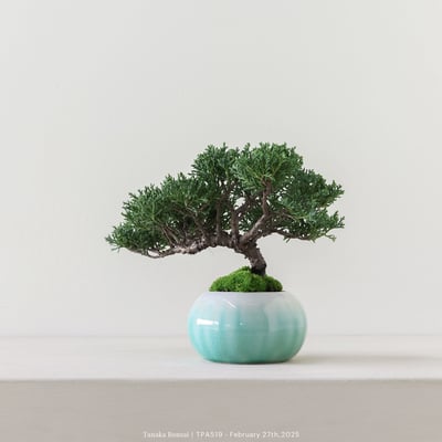 紀州真柏｜TPA5195