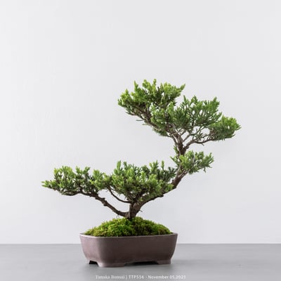 台灣真柏｜TTP5566